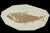 Detailed Fossil Fish (Knightia) - Wyoming #88558-1